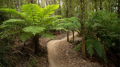 Shimano Trail Born espande la rete di sentieri per MTB in tutto il mondo