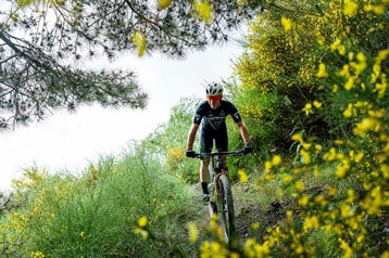 Cyclist riding a mountain bike on a wooded trail lined with yellow flowers.