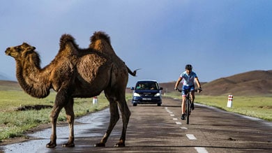 Radfahrer und Kamel auf einer Landstraße mit einem Auto im Hintergrund