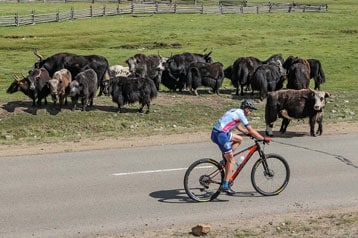 Radfahrer fährt an einer Yakherde auf einer Landstraße vorbei.