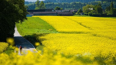Fietsers op een weg door levendige gele velden onder een zonnige hemel.