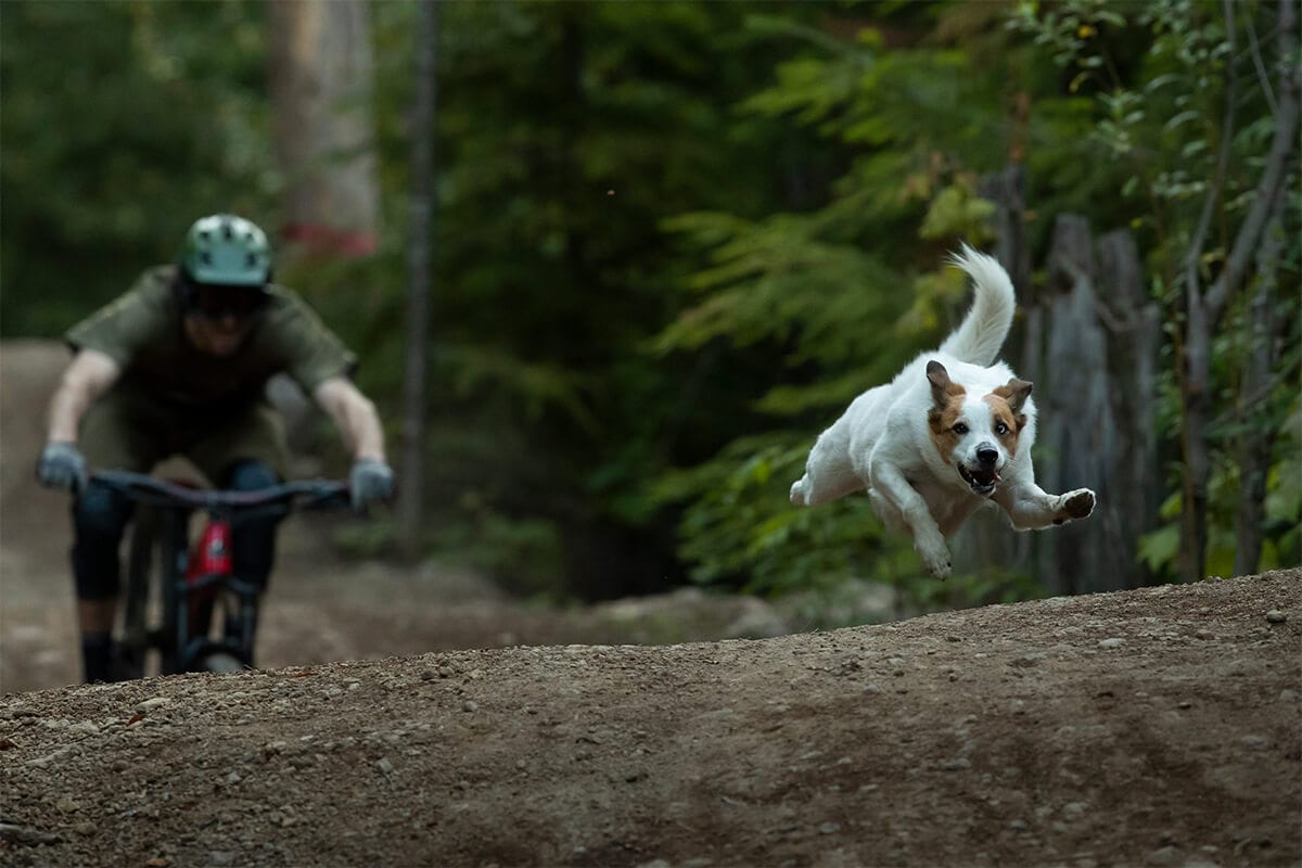 Dog Levi scrubbing a jump in the Shimano Originals film A Dogs Tale