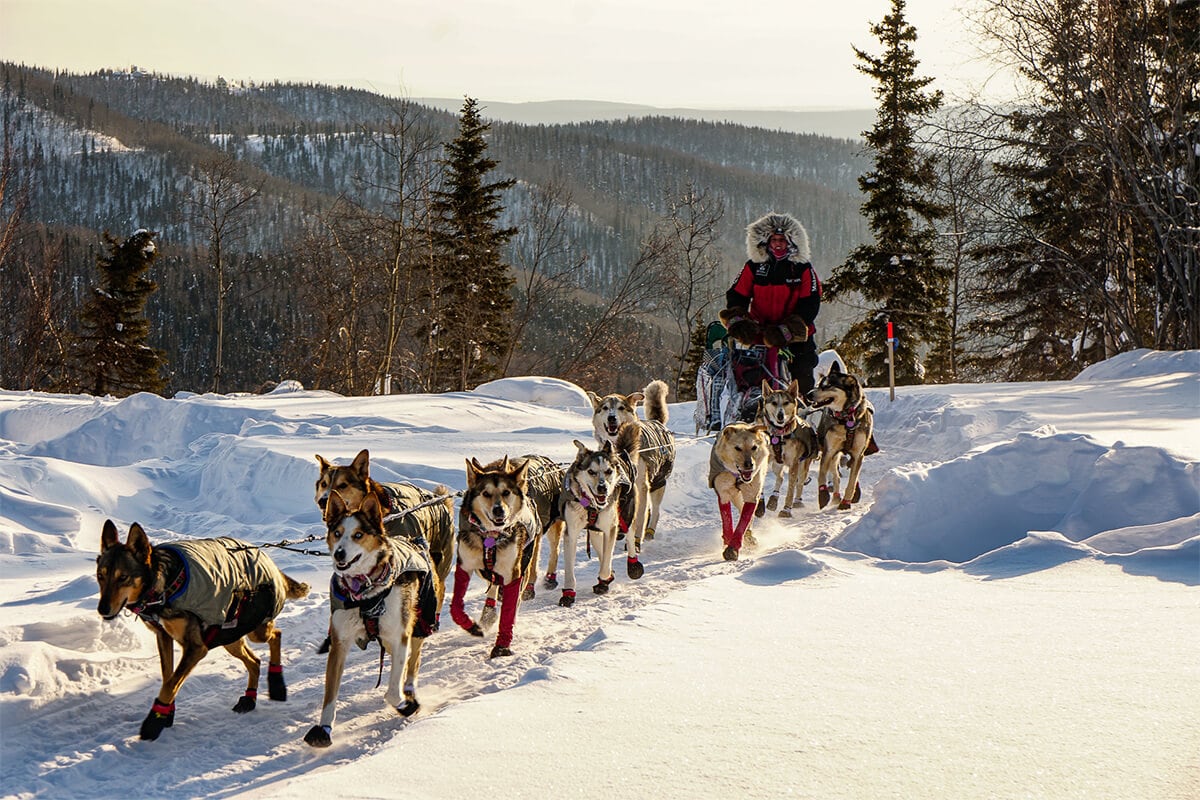 Sled Dogs Iditarod